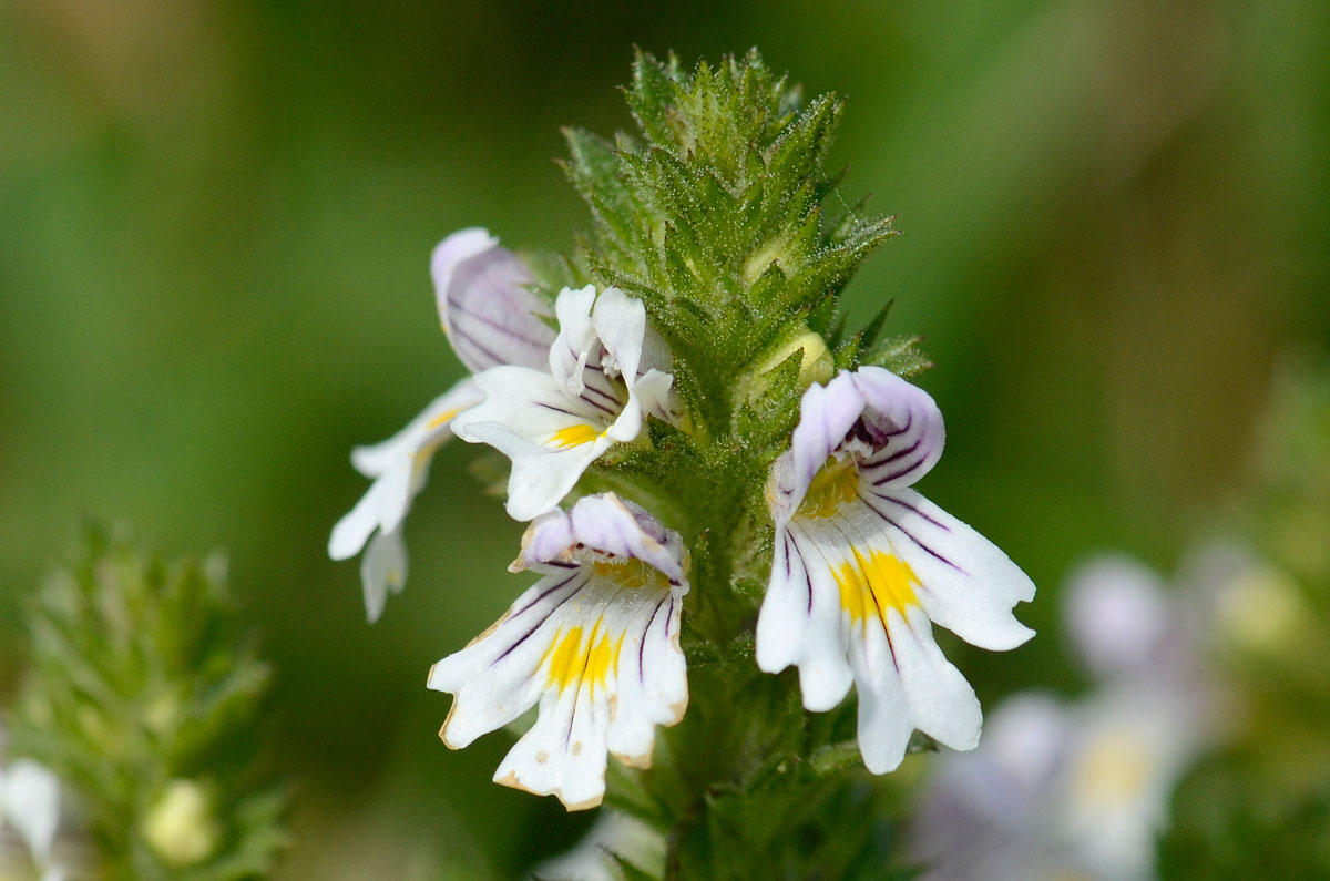 Cespuglietto di  Euphrasia  da id.